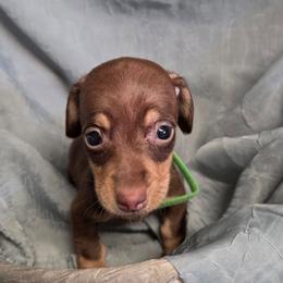 Green collar boy - Chocolate and tan male Dachshund puppy in St. Agatha, Maine from Spruce Valley Miniature Dachshunds & Boston Terriers