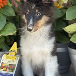 Arthur - Black white and tan male Shetland Sheepdog puppy in New York from Adiame Kennels