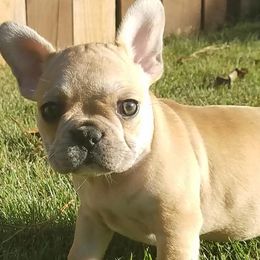 French Bulldogs from Massive Kennels