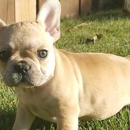 French Bulldogs from Massive Kennels