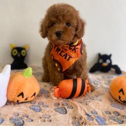 Pumpkin - Red male Maltipoo puppy in San Diego, California from Maltipoos SD