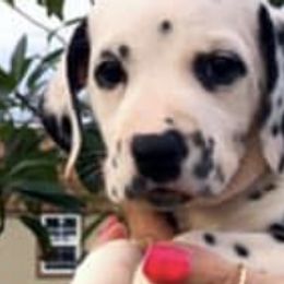 Dalmatians from Chasing Dalmatians