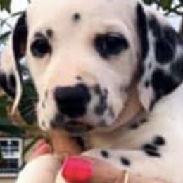 Dalmatians from Chasing Dalmatians