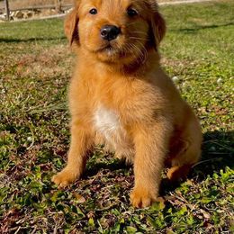 Golden Retriever Puppies from Mueller’s Furry Farm