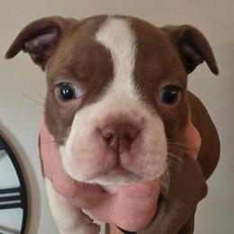 PIBBLE - Lilac female Boston Terrier puppy in Anderson, South Carolina from Lola’s House of Bostons & Rescue