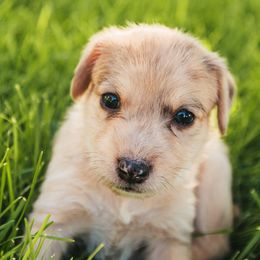 Aussiedoodle and Leopardoodle Puppies from A Puppy Crush