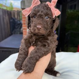 Selena - Chocolate female Goldendoodle puppy in Miami, Florida from Jade’s Paws & Co. Of Miami LLC