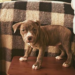 Antares boy 2 - Blue brindle male American Bully puppy in Phoenix, Arizona from Superstes Guard