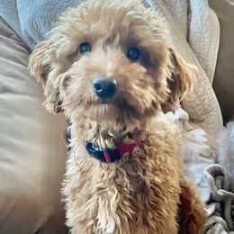 Nala - Goldendoodle