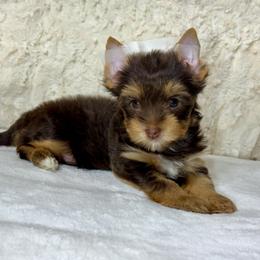 Sophia - Chocolate and tan female Yorkshire Terrier puppy in Kennesaw, Georgia from Georgia Yorkies
