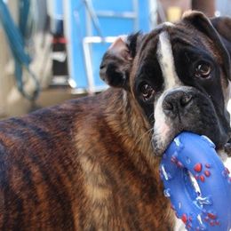 Boxers from Gudari Boxers