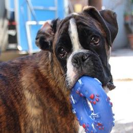 Boxers from Gudari Boxers