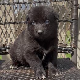 Peep - Black male Australian Shepherd puppy in Windsor, New York from Double B Aussies