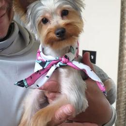 Yorkshire Terrier Puppies from Grand 7 Kennelz