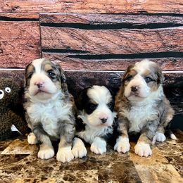 Bernedoodle puppies from WhiskeyCreek Doodles