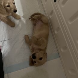 Dachshund Puppies from Honey Creek Dachshunds