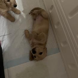 Dachshund Puppies from Honey Creek Dachshunds