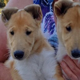 Collies from Sheranda Collies