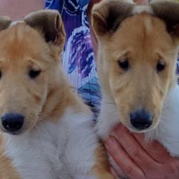 Collies from Sheranda Collies