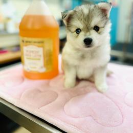 Ducky - Silver and white male Pomsky puppy in Yavapai County, Arizona from Pawsh Pomskies