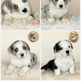 Cardigan Welsh Corgi puppies from Gingerbread