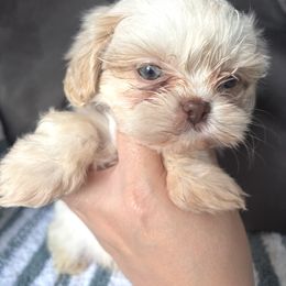 Green - Cream and white male Shih Tzu puppy in Lakeland, Florida from Sunshine Shih Tzus