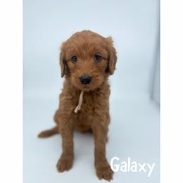 Galaxy - Red  female Goldendoodle puppy in Smithfield, Kentucky from KBK9 Kennels