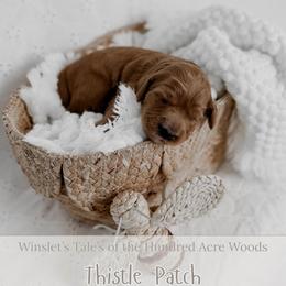 Thistle Patch - Red  female Goldendoodle puppy in Roanoke Rapids, North Carolina from Sweeter than Honey Doodles