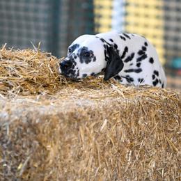 Basset Hound and Dalmatian Puppies from Lazy B Bassets and Dalmatians