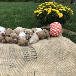Australian Labradoodle Puppies from Wild Daisy Labradoodles