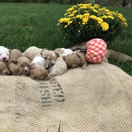 Australian Labradoodle Puppies from Wild Daisy Labradoodles