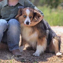 Quinn - Miniature Australian Shepherd