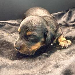 Yellow - Black and tan male Dachshund puppy in South Fulton, Tennessee from Stiles' Mini Doxies