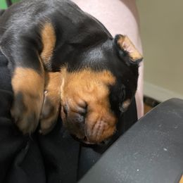 Boy 1 - Doberman Pinscher puppy in Kansas City, Missouri from Defensive Dobermans
