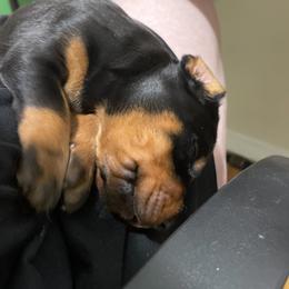 Boy 1 - Doberman Pinscher puppy in Kansas City, Missouri from Defensive Dobermans