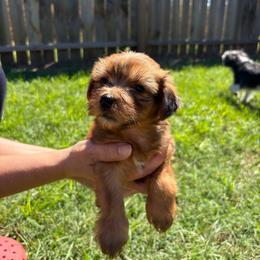 Milo - Sable male Yorkshire Terrier puppy in Beulaville, North Carolina from Sunset Ranch
