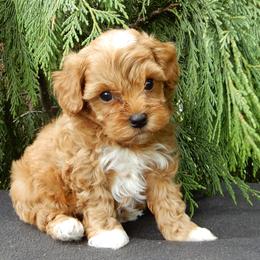 Omar - Red male Maltipoo puppy in Millersburg, Ohio from My Pals