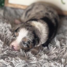 Darla - Blue merle female Miniature Australian Shepherd puppy in California from Eagle River Aussies
