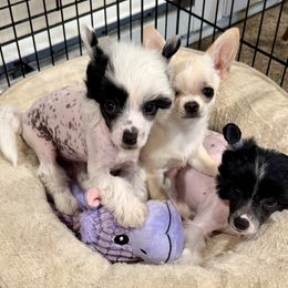 Chinese Crested and Miniature American Shepherd Puppies from Carousel Kennel