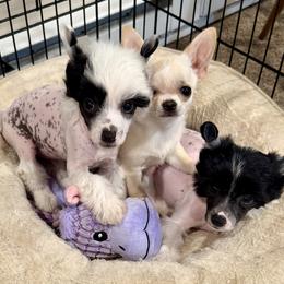 Chinese Crested and Miniature American Shepherd Puppies from Carousel Kennel