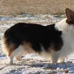 American Corgis and Pembroke Welsh Corgis from J & J Kennels