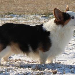 American Corgis and Pembroke Welsh Corgis from J & J Kennels
