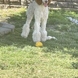 Goldendoodle and Poodle All Grown Up from Bridge City Doodles