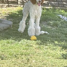 Goldendoodle and Poodle All Grown Up from Bridge City Doodles