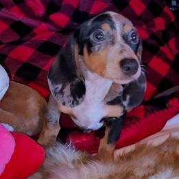 Gus - Dapple male Dachshund puppy in Phoenix, Arizona from AZ's Prestigious Minature Dachshunds