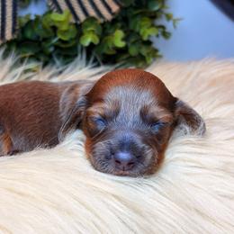 Rocco - Gray (blue) male Dachshund puppy in Washburn, Tennessee from Clinch Mountain Dachshunds