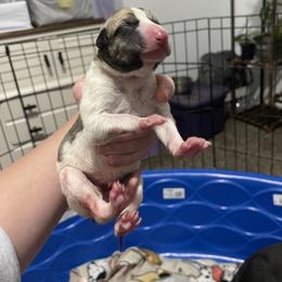 Golden Retriever and Greyhound Puppies from K and E Kennels