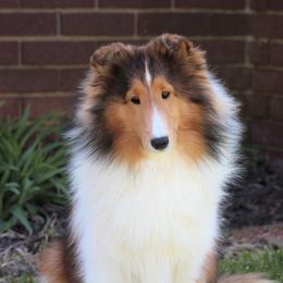 Luisa - Shetland Sheepdog