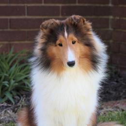 Luisa - Shetland Sheepdog
