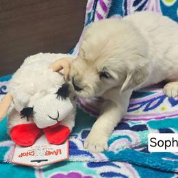 Sophie Girl 1 - Light golden female Golden Retriever puppy in Niles, Michigan from Composer Goldens